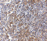 2 - GPR3 Antibody ASC10910