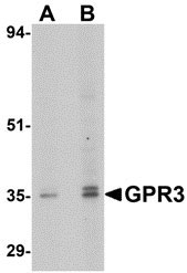 1 - GPR3 Antibody ASC10910