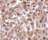 2 - OCLN Antibody ASC10913