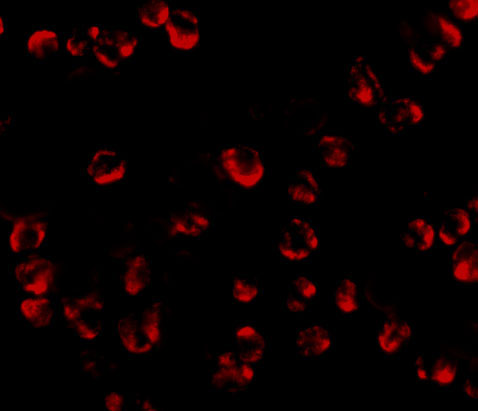 3 - RGS21 Antibody ASC10918