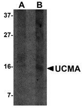1 - UCMA Antibody ASC10919