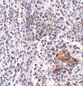 2 - SHOC2 Antibody ASC10921
