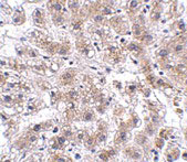 2 - AFAP1L2 Antibody ASC10924