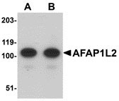 1 - AFAP1L2 Antibody ASC10924
