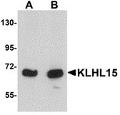 1 - KLHL15 Antibody ASC10925