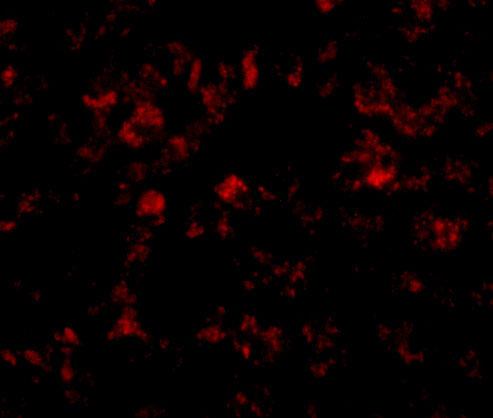 3 - THEM4 Antibody ASC10927