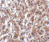 2 - THEM4 Antibody ASC10927