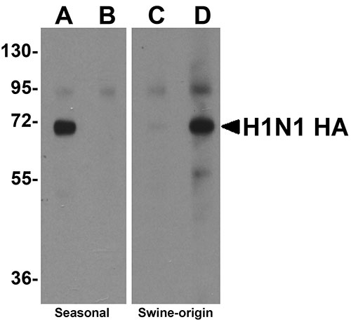 1 - Seasonal H1N1 Hemagglutinin Antibody ASC10928