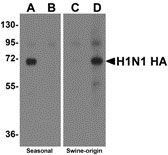 1 - Swine H1N1 Hemagglutinin Antibody ASC10929