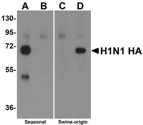 10 - Swine H1N1 Hemagglutinin Antibody ASC10931