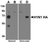 1 - Swine H1N1 Hemagglutinin Antibody ASC10931