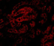 3 - HAAO Antibody ASC10937