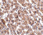 2 - HAAO Antibody ASC10937