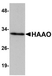1 - HAAO Antibody ASC10937
