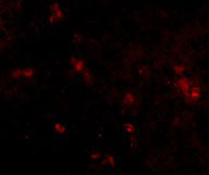 3 - SYPL2 Antibody ASC10939