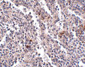 2 - SYPL2 Antibody ASC10939