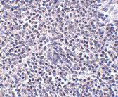 2 - ARL15 Antibody ASC10943