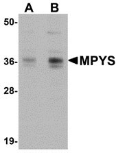 1 - MPYS Antibody ASC10946