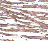 2 - MAK10 Antibody ASC10948