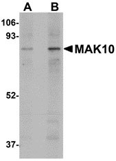 1 - MAK10 Antibody ASC10948