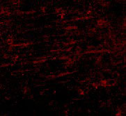 3 - SCAMP4 Antibody ASC10953