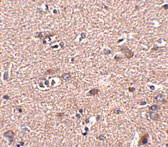 2 - SCAMP4 Antibody ASC10953