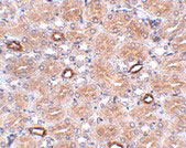 2 - NOTUM Antibody ASC10954