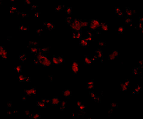 3 - IRGC Antibody ASC10955