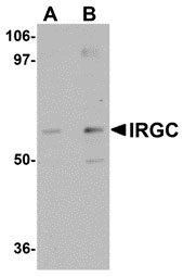 1 - IRGC Antibody ASC10955