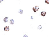 8 - IRGC Antibody ASC10956