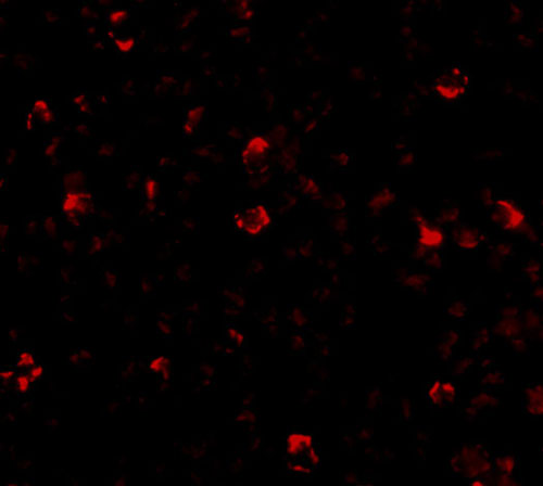 3 - IRGC Antibody ASC10956