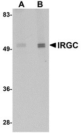 1 - IRGC Antibody ASC10956