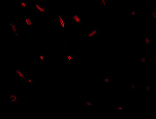 3 - TWA1 Antibody ASC10960