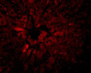 3 - JMJD5 Antibody ASC10972