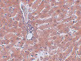 2 - JMJD5 Antibody ASC10972