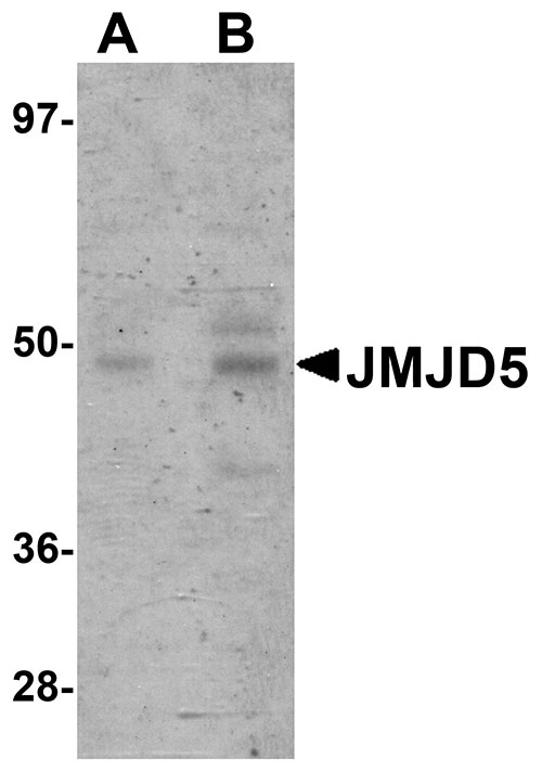 1 - JMJD5 Antibody ASC10972