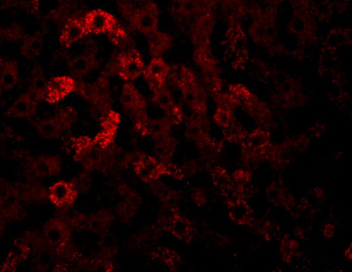 3 - JMJD7 Antibody ASC10974