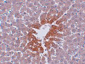 2 - JMJD7 Antibody ASC10974