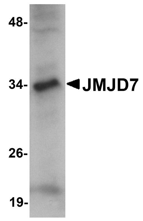 1 - JMJD7 Antibody ASC10974