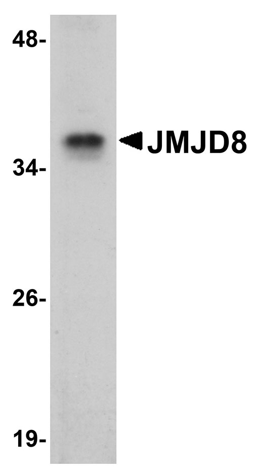 1 - JMJD8 Antibody ASC10975