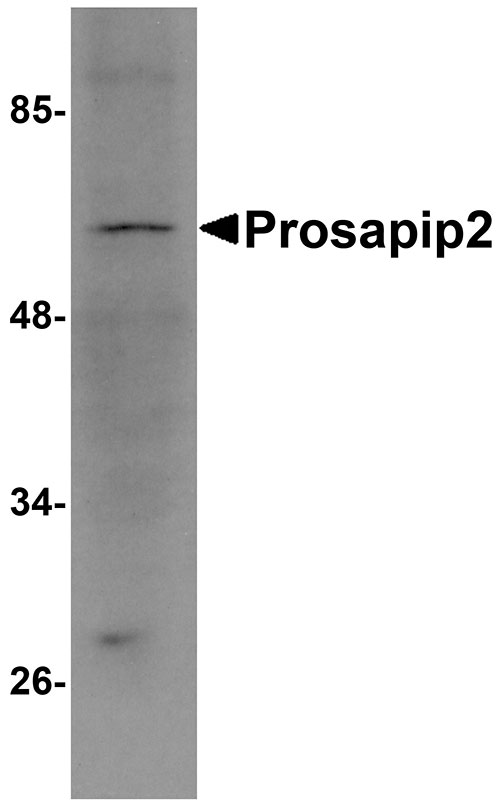 1 - Prosapip2 Antibody ASC10980