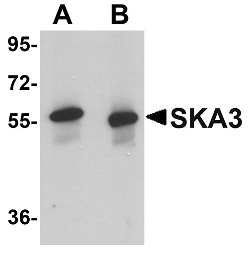 1 - SKA3 Antibody ASC10983
