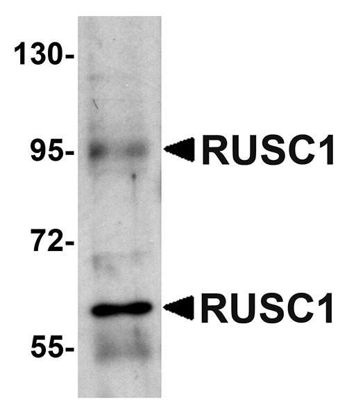 1 - RUSC1 Antibody ASC10986