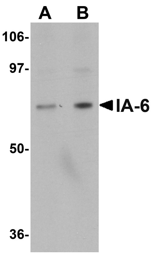 1 - IA-6 Antibody ASC10989