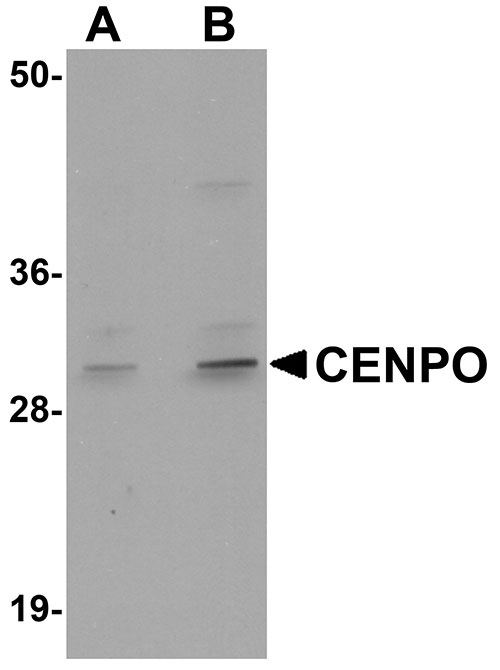 1 - CENPO Antibody ASC10992