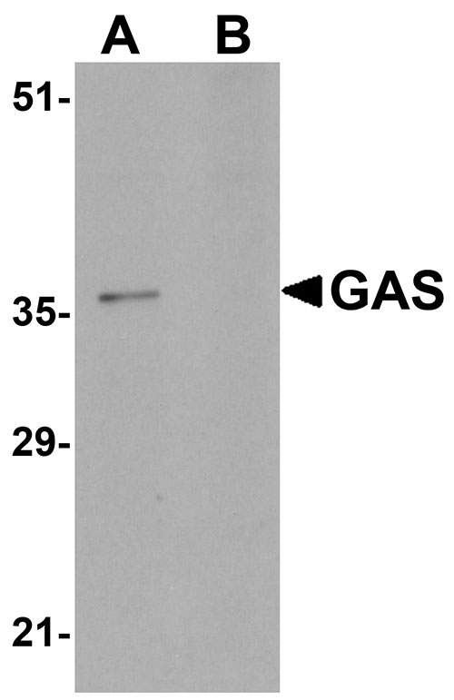 1 - GAS Antibody ASC10994