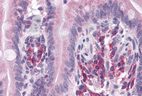 2 - VARP Antibody ASC11001