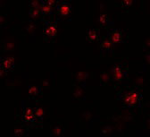 3 - FRMPD1 Antibody ASC11002