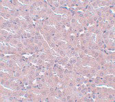 2 - FRMPD2 Antibody ASC11003