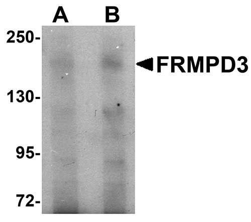1 - FRMPD3 Antibody ASC11004